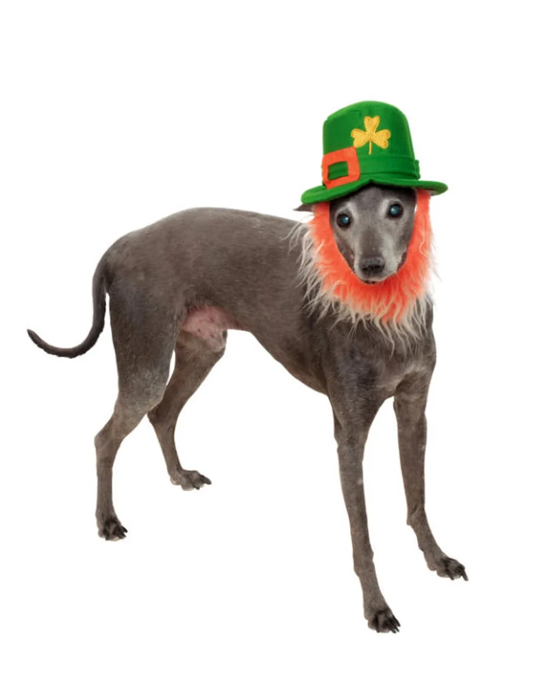 St. Patricks Day Hut mit Bart für Hunde